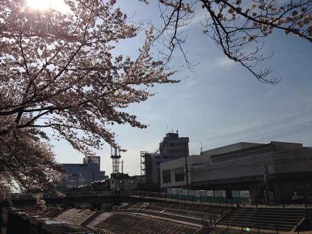 今週は桜が満開！ 今週の「食べたい！」写真 3/24〜3/30 | kotala's note